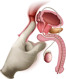 Ilustração do sistema urinário